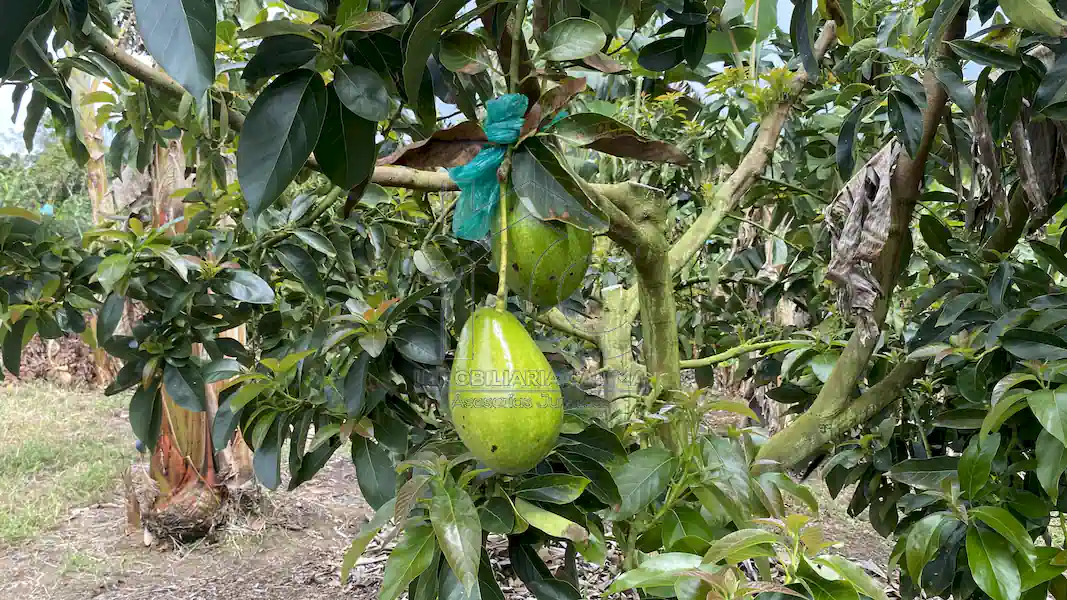 Finca La Esperanza
